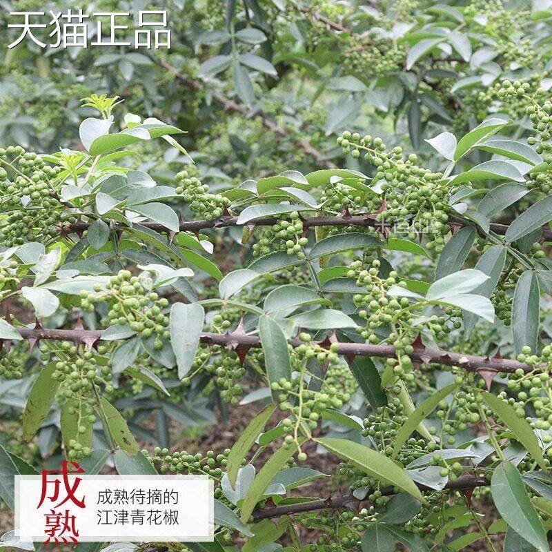 四川特产江津干青花椒粒藤椒特麻川椒花椒面 面250g麻椒香料调料