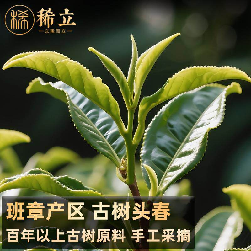 正宗老班章碎银子茶陈茶化石普洱茶老熟茶糯米香云南古树茶黑茶叶