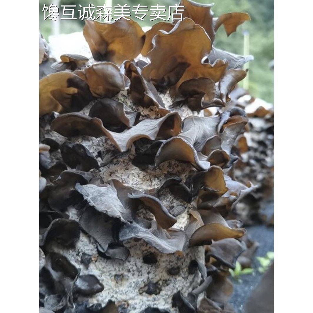 陕西秦岭天下二会黑木耳干货无根厚肉秋肌木耳250Gx2袋火锅菜