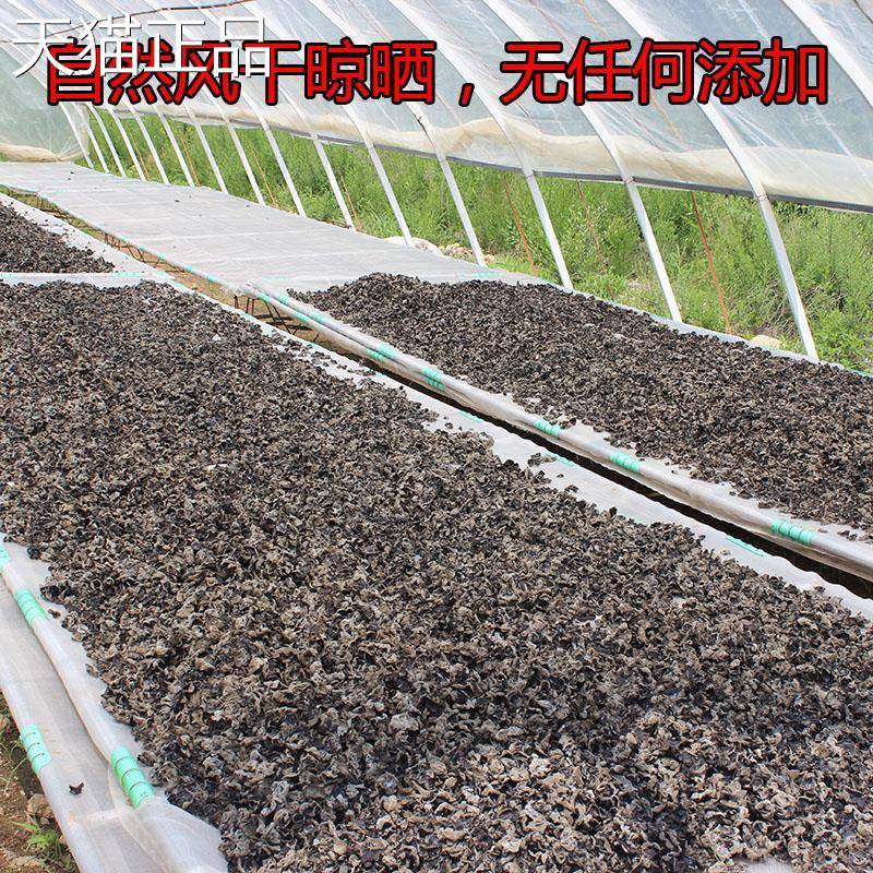 吉林蛟河黄松甸黑木耳干 干货 东北牟哥土产长白山椴木秋木耳 250