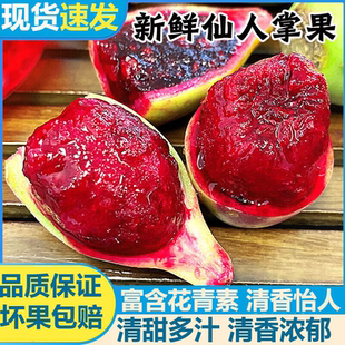 正宗海南仙人掌果可食用仙人掌果实现摘2/5斤果鲜果实新鲜花青素