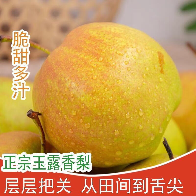 正宗山西隰县玉露香梨脆甜雨露香梨子孕妇水果当季新鲜现摘玉露梨图片