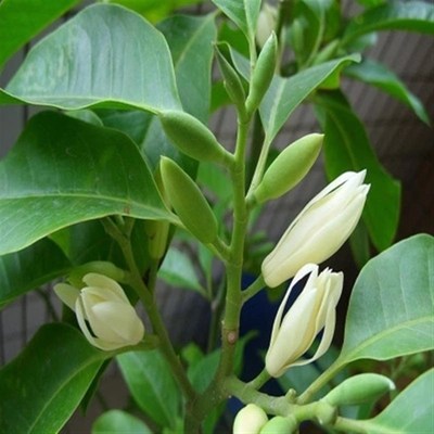 芳香花卉黄兰树苗 浓香型白玉兰花苗白兰花盆栽 黄桷兰树苗