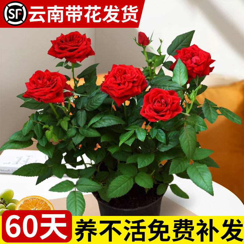 云南玫瑰花苗老桩种植基地月季绿植花卉盆栽地栽四季种植开花不断