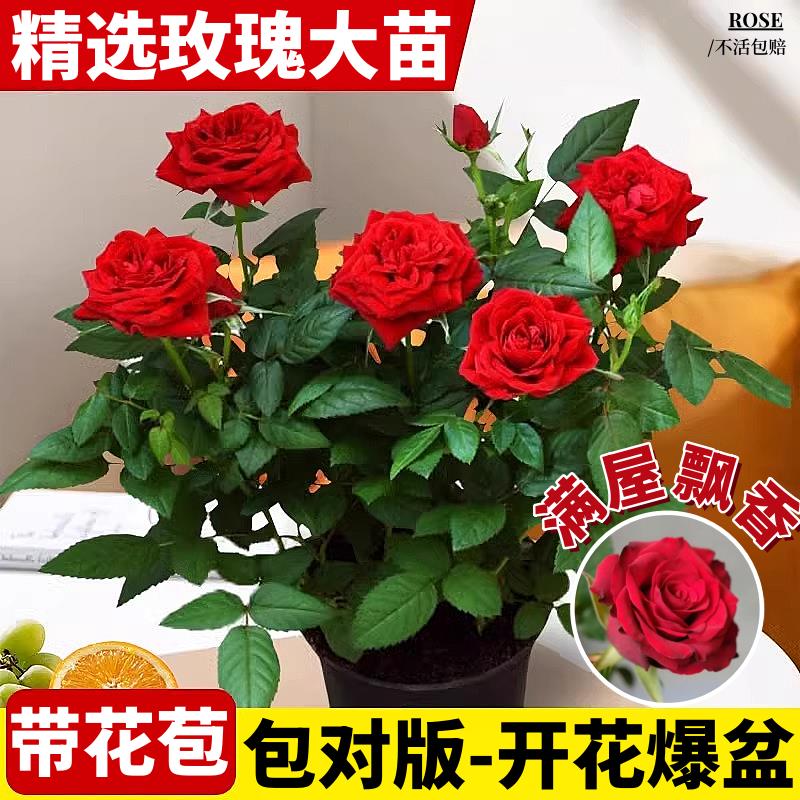云南玫瑰花苗老桩种植基地月季绿植花卉盆栽地栽四季种植开花不断
