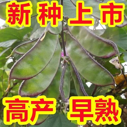 老品种紫边眉豆种子早熟搭架爬藤