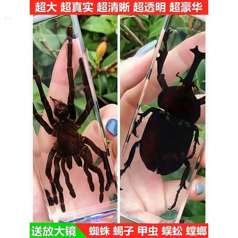 Ks真实树脂昆虫标本真甲虫蜘蛛锹甲天牛蝎子螳螂蜥蜴琥珀标本摆件
