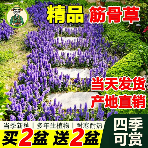 姬十二筋骨草苗多年生耐寒耐旱
