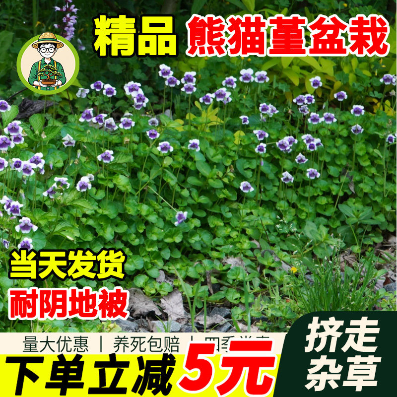 熊猫堇花苗四季开花盆栽绿植耐阴图片