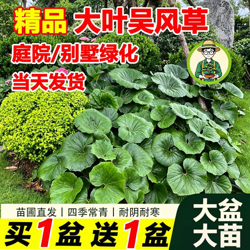 大吴风草盆栽室内外庭院耐阴