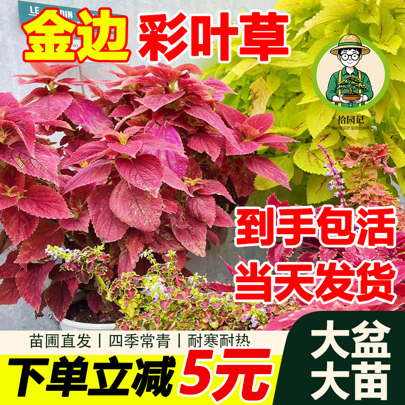 拾园记金边彩叶草盆栽红叶大苗室外庭院花园好养耐热观叶花卉绿植