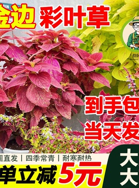 拾园记金边彩叶草盆栽红叶大苗室外庭院花园好养耐热观叶花卉绿植