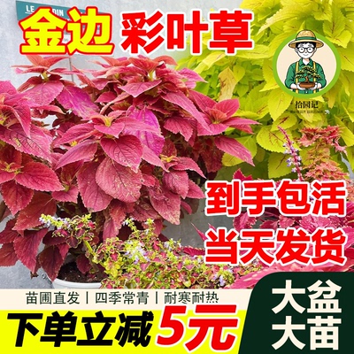 金边彩叶草盆栽红叶大苗绿植