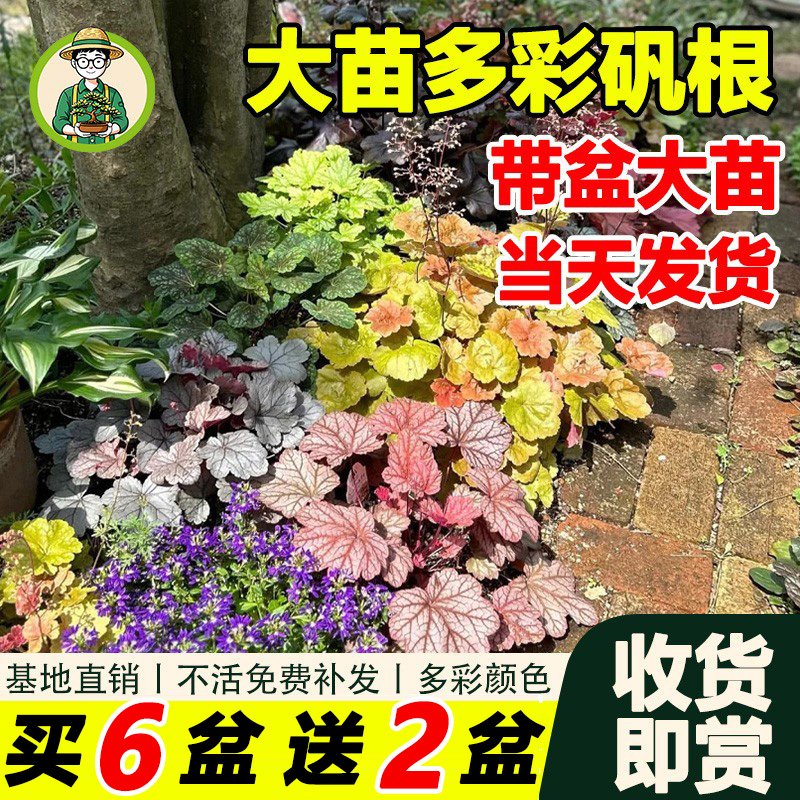 阳台观叶植物耐寒热常绿植物盆栽
