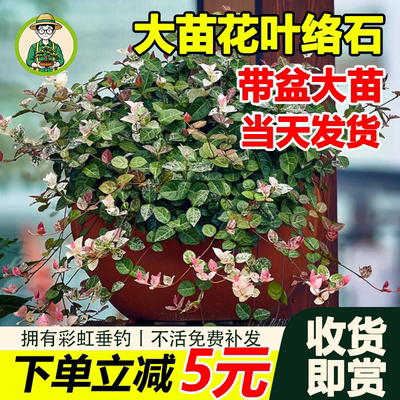 花叶络石盆栽四季好养活绿植