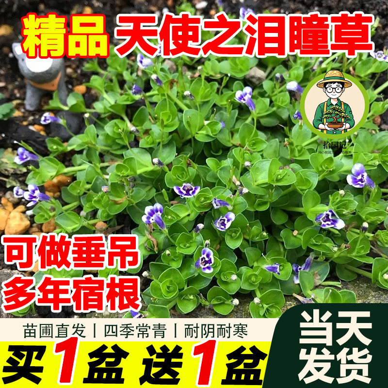 拾园记瞳草天使之泪垂吊耐寒热四季常绿室内外庭院草坪地被绿植物,鲜花速递/花卉仿真/绿植园艺,绿植,淘宝优惠券,粉丝福利购,淘宝优惠卷