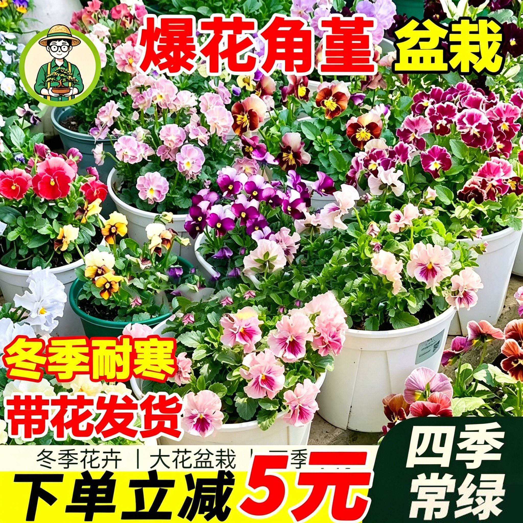 拾园记角堇进口三色堇花苗盆栽阳台庭院室外冬季耐寒开花花卉绿植