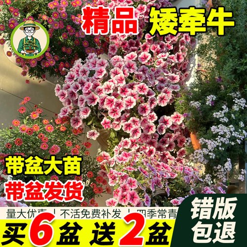 重瓣矮牵牛盆栽带花大苗绿植花卉