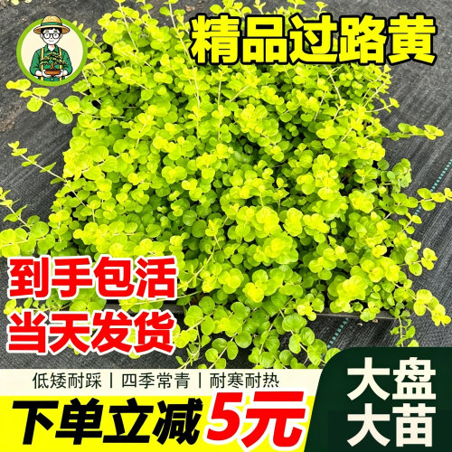 金叶过路黄耐寒耐热庭院四季常绿