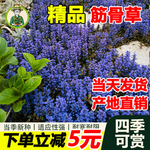 拾园记筋骨草苗好养易活宿根耐寒热室内外庭院花园楼顶绿植物盆栽