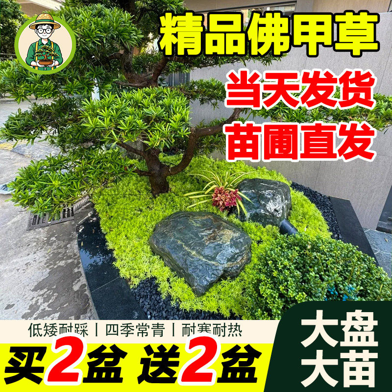 拾园记黄金佛甲草中华景天草皮室内外庭院盆栽常青耐热地被绿植物