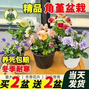 拾园记角堇盆栽进口花苗带花三色堇花庭院花园绿植物耐寒冬季花卉