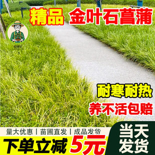 拾园记金叶石菖蒲盆栽花苗庭院花园耐寒耐热四季 常青地被花镜植物