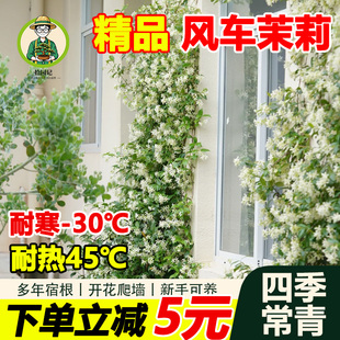 拾园记风车茉莉花苗爬藤墙植物开花庭院室外花园四季花卉盆栽绿植
