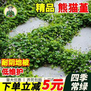 拾园记熊猫堇盆栽花苗耐寒耐热多年生四季好养庭院阳台花镜绿植物