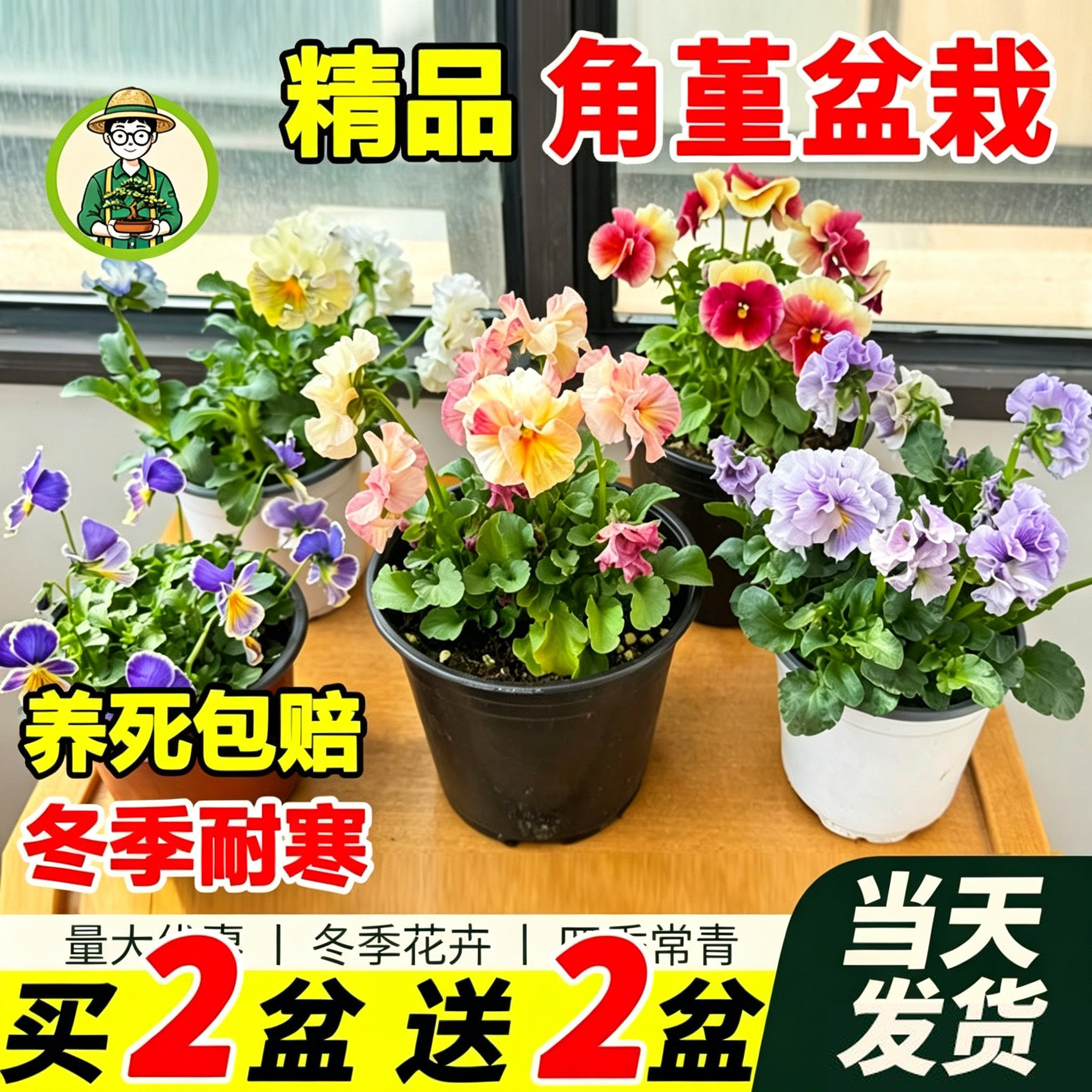 拾园记角堇盆栽进口花苗带花三色堇花庭院花园绿植物耐寒冬季花卉