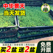 拾园记中华景天耐寒热庭院阳台花园好养多年生地被绿植物花卉盆栽