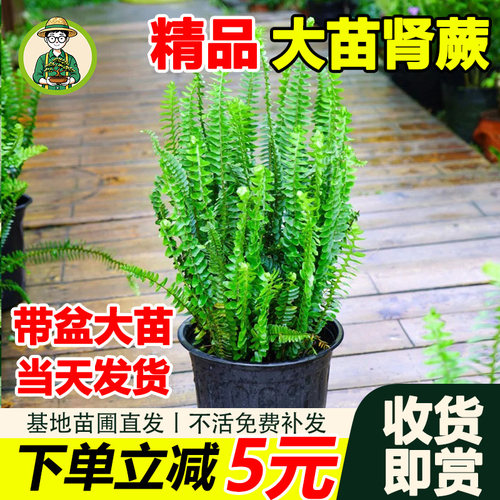 肾蕨好养耐活盆栽净化空气