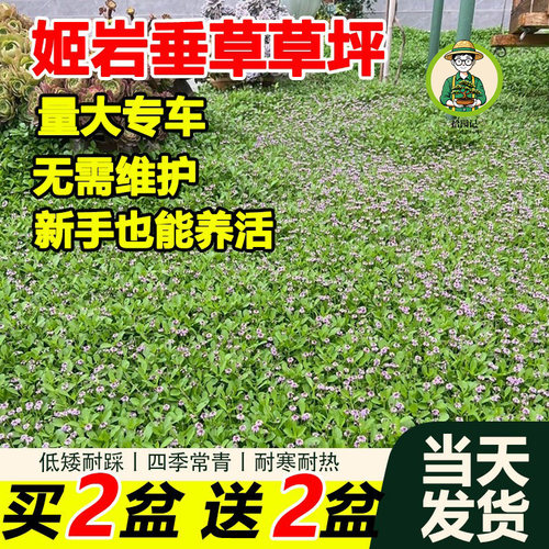姬岩垂绿植耐寒耐热地被