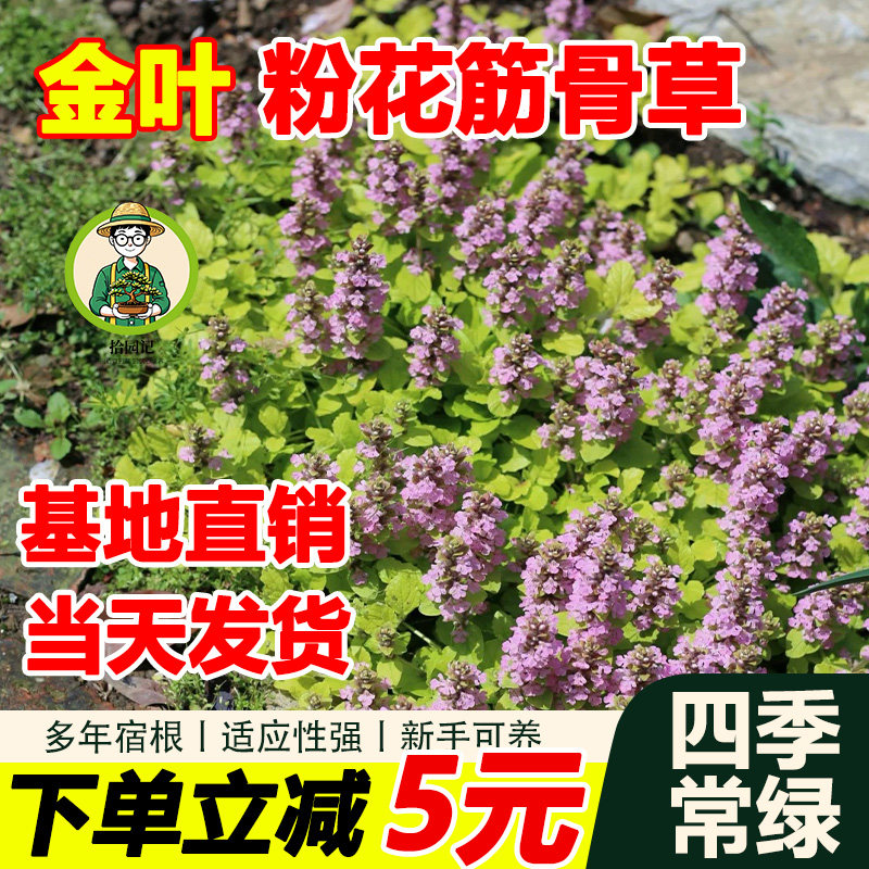 筋骨草金叶粉花紫花姬四季常绿