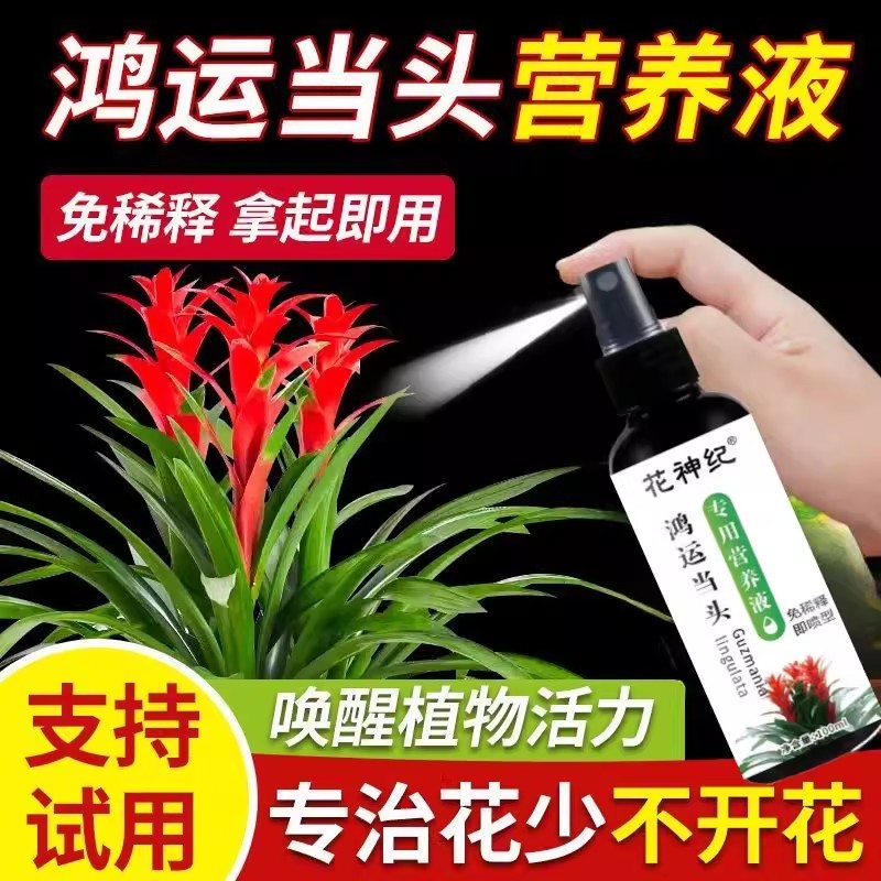 鸿运当头营养液凤梨花催开花防黄