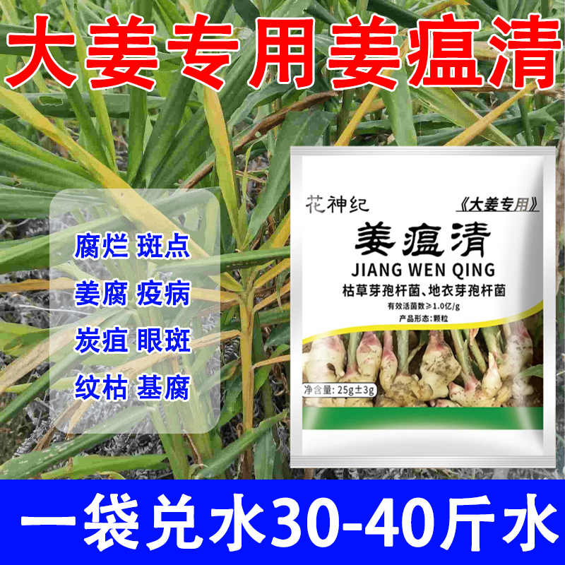 防治姜瘟病专用药干尖黄叶姜瘟