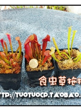 盆栽 食虫植物-瓶子草特惠Celeron套餐,尤其适合北方新手玩家