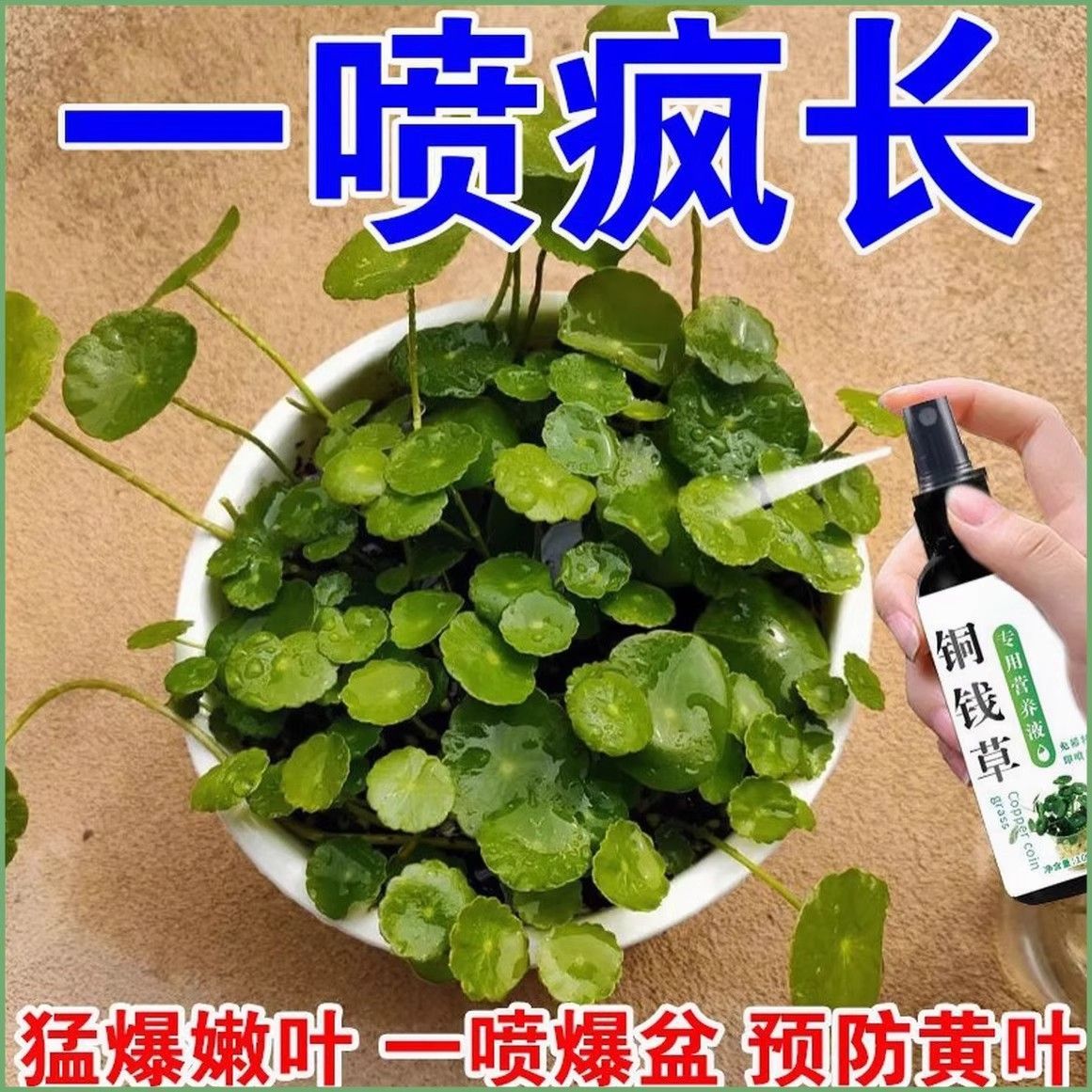花神纪铜钱草免稀释营养液长绿