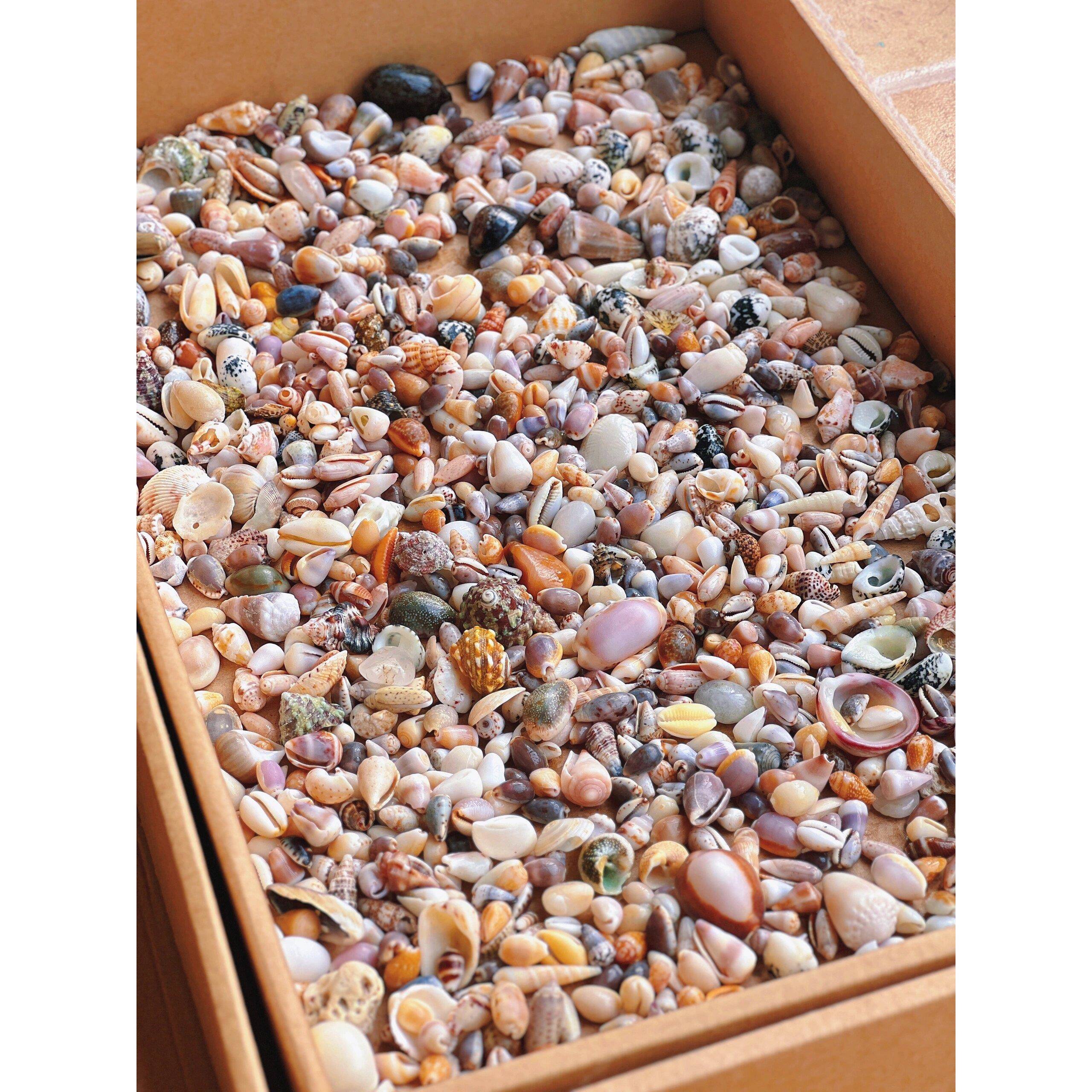 天然真贝壳海螺迷你小贝壳装饰品手工diy贝壳相框收纳盒鱼缸造景