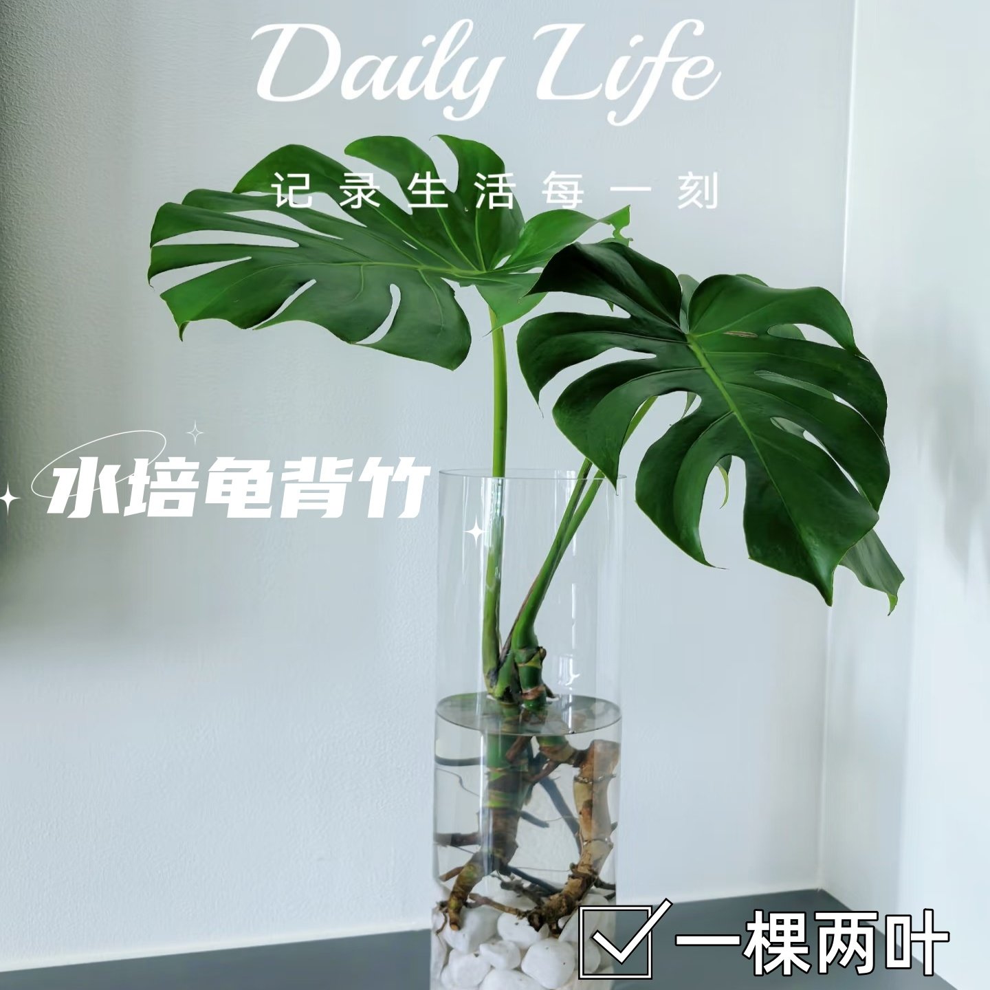 一棵两叶水培叶龟背竹水培植物院落室内高颜值大叶龟背竹造景绿植