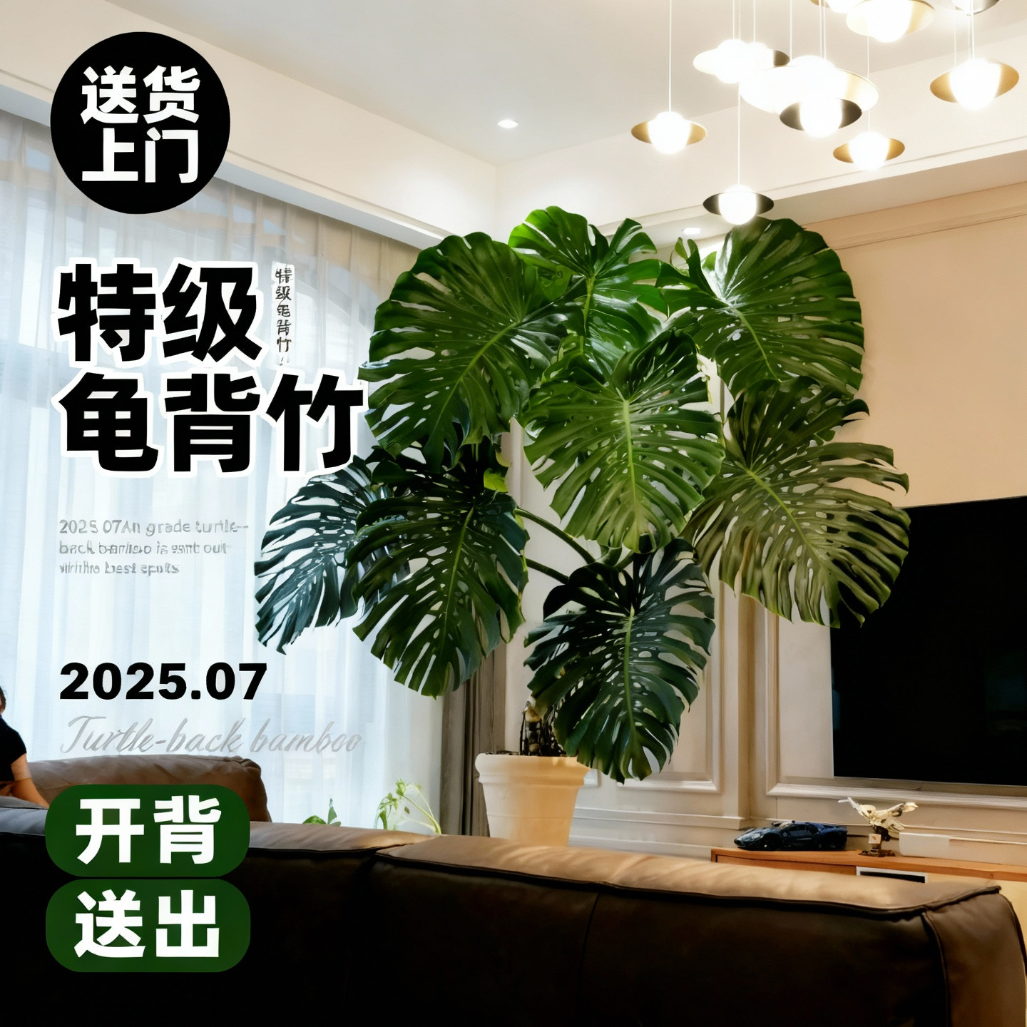 老桩龟背竹造型盆栽室内大型植物客厅办公司大盆景绿植落地植物,鲜花速递/花卉仿真/绿植园艺,大型绿植/成品组合盆栽,淘宝优惠券,粉丝福利购,淘宝优惠卷