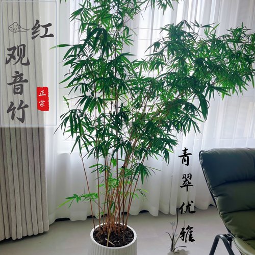 红竹红观音竹观音竹造型红竹苔藓球水培植物盆栽桌面造型盆景绿植