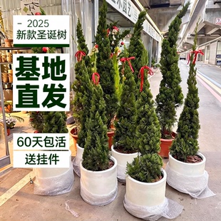 龙柏盆栽松柏圣诞树真绿植塔松室内客厅植物大型盆栽户外庭院侧柏