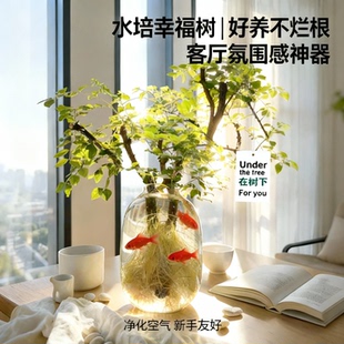 和你在树下小叶女贞水培毛叶丁香老桩丁香木常青观叶观茎造型植物