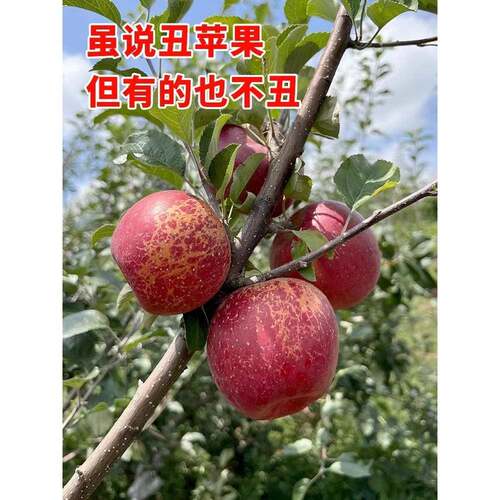 正宗当季云南昭通红露苹果丑苹果自然脆甜多汁现摘现发5斤10斤