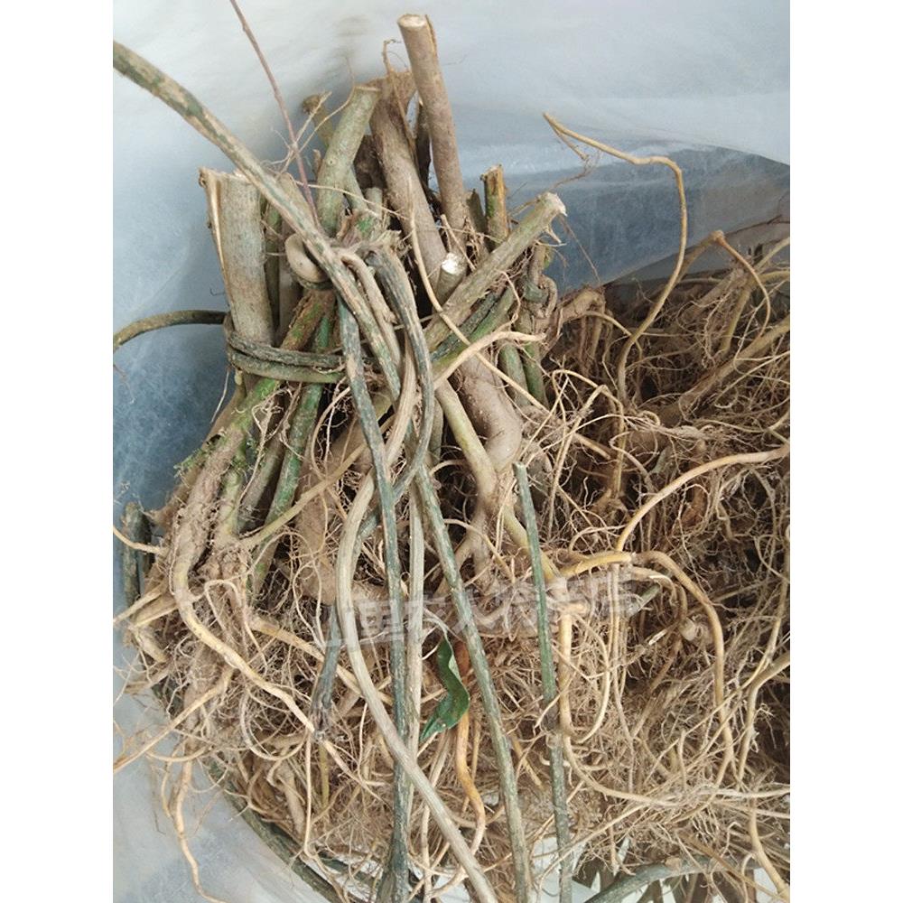 新鲜白花牛奶树根五指牛奶根包邮福建特产牛奶藤根500g煲汤料