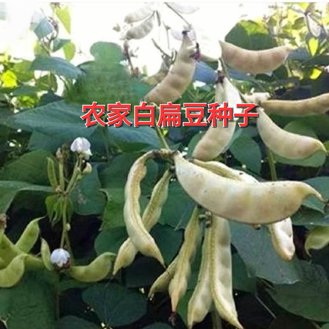 自留种白扁豆种子白眉豆种老品种扁豆种籽农家大田菜园庭院蔬菜种
