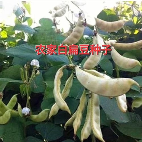 自留种白扁豆种子白眉豆种老品种扁豆种籽农家大田菜园庭院蔬菜种