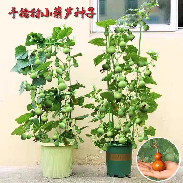盆栽特小葫芦种子手捻葫芦种子阳台观赏文玩金色葫芦四季播小葫芦