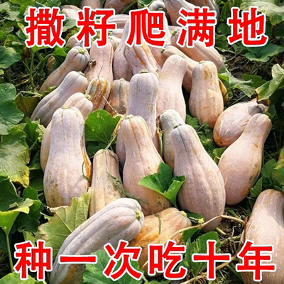 爬满地蜜本南瓜籽本地高产早熟超甜粉甜糯南瓜籽四季易种农家蔬菜